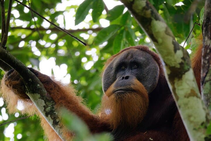 3-Day Bukit Lawang Ethical Jungle Trek to See Sumatran Orangutans photo 1