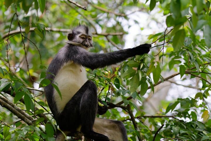 3-Day Bukit Lawang Ethical Jungle Trek to See Sumatran Orangutans photo 2