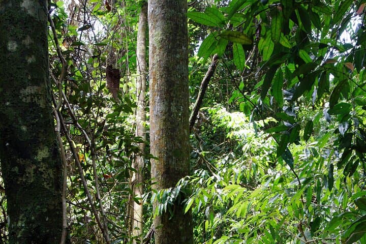 3-Day Bukit Lawang Ethical Jungle Trek to See Sumatran Orangutans photo 3
