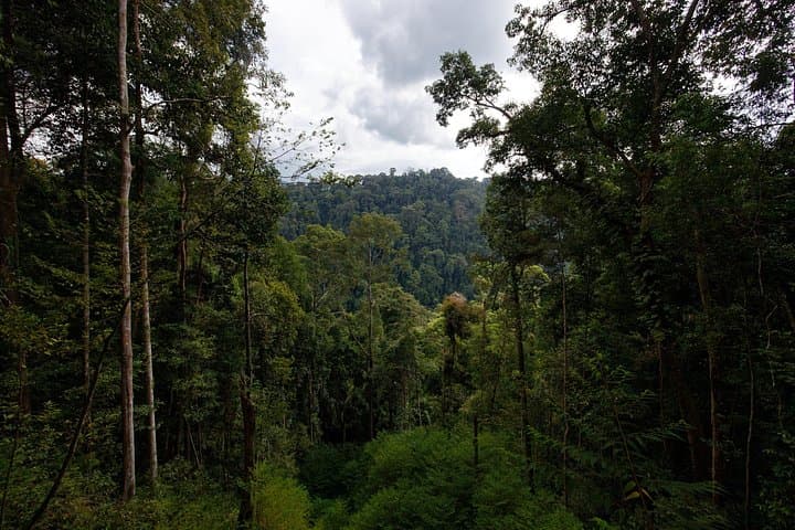 Bukit Lawang 4-Day Orangutan Trek: 2-Day Jungle Trek & River Rafting photo 3