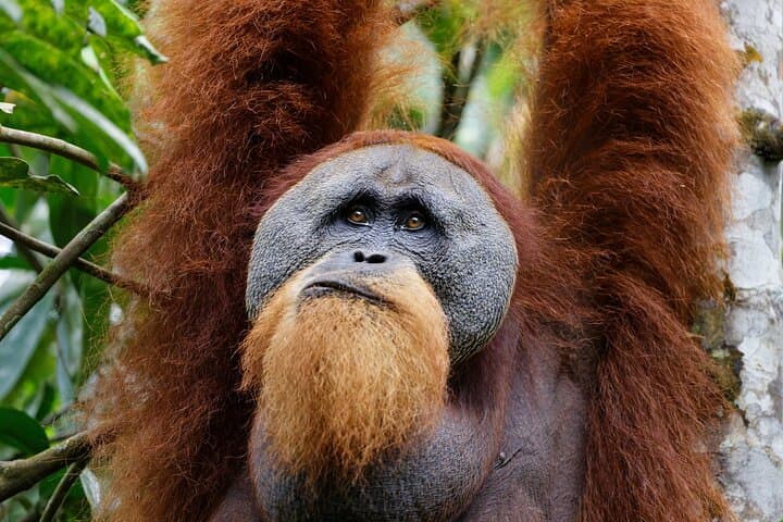 North Sumatra Orangutan Trek & Lake Toba: 7-Day Bukit Lawang to Samosir Adventure photo 2