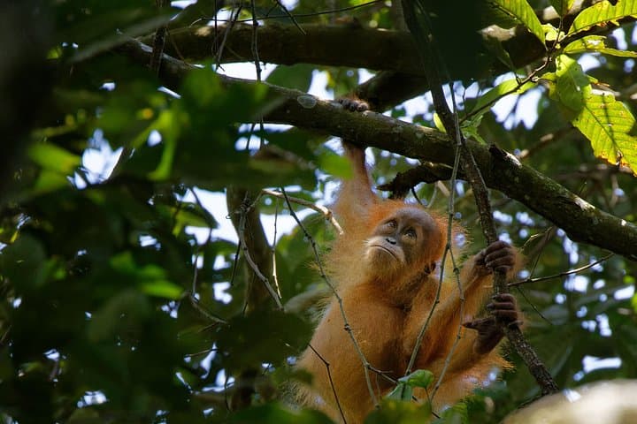 Bukit Lawang 4-Day Orangutan Trek: 2-Day Jungle Trek & River Rafting photo 1