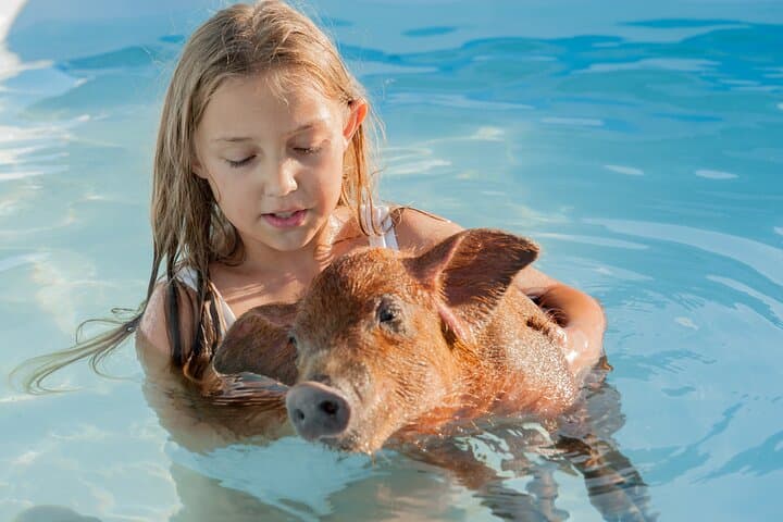 Rose Island Snorkel, Swimming Pigs & Beach Lunch from Nassau photo 5