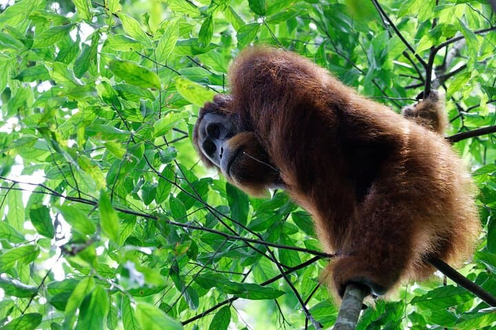 North Sumatra Orangutan Trek & Lake Toba: 7-Day Bukit Lawang to Samosir Adventure