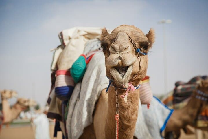 Al Ain Day Trip from Abu Dhabi: Museums, Jebel Hafeet & Camel Market photo 5