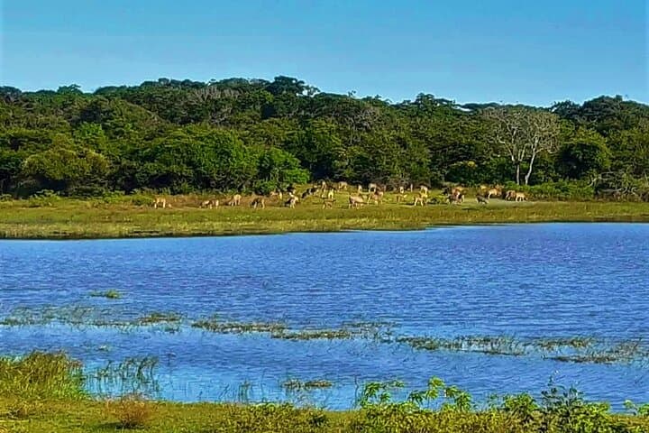 2-Day Ella & Yala Safari: Leopard-Spotting Safari and Little Adam's Peak