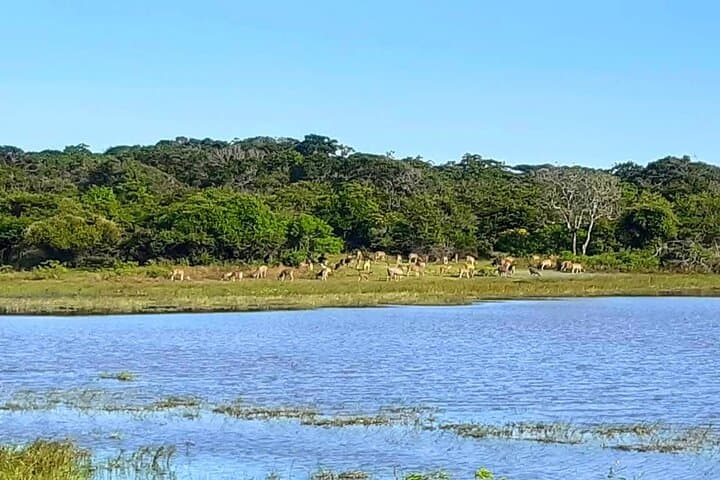 2-Day Ella & Yala Safari: Leopard-Spotting Safari and Little Adam's Peak photo 2