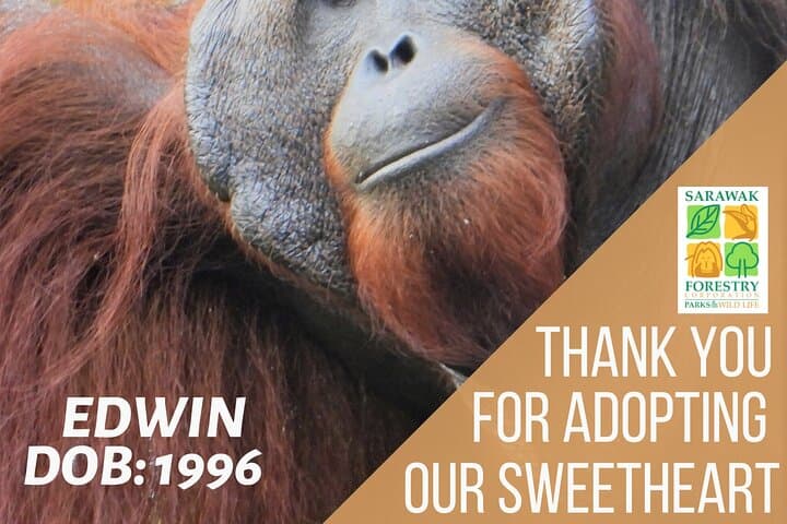 Semenggoh Orangutan Center and Sarawak Sunset River Cruise: Day Trip from Kuching photo 2