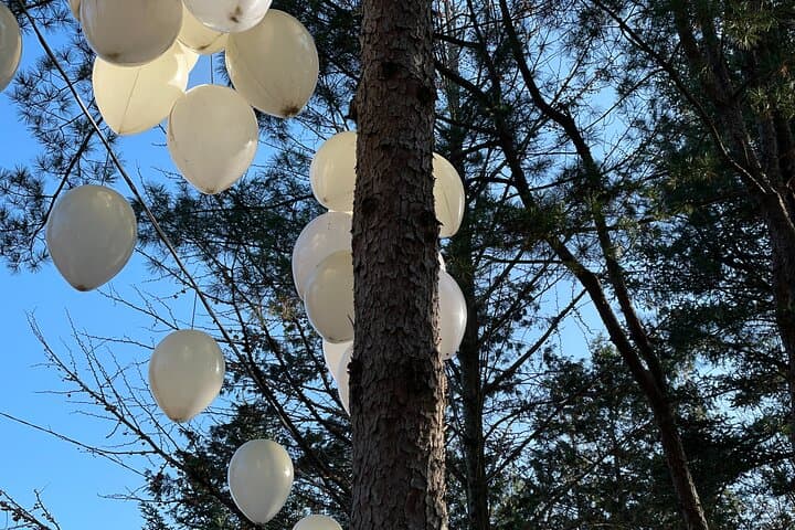 Nami Island & Garden of Morning Calm: Full-Day Tour from Seoul photo 3
