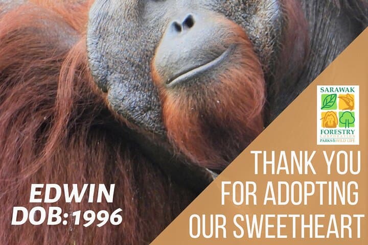 Semenggoh Orangutan Experience: Half-Day Feeding Tour from Kuching photo 2