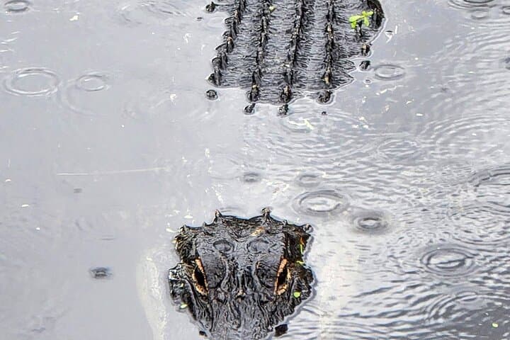 Exploring Everglades National Park: A Naturalist-Guided Hike with Boat Adventures photo 3