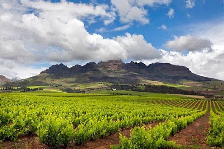 Private Full-Day Cape Town Wine Tasting Tour of the Winelands photo 2