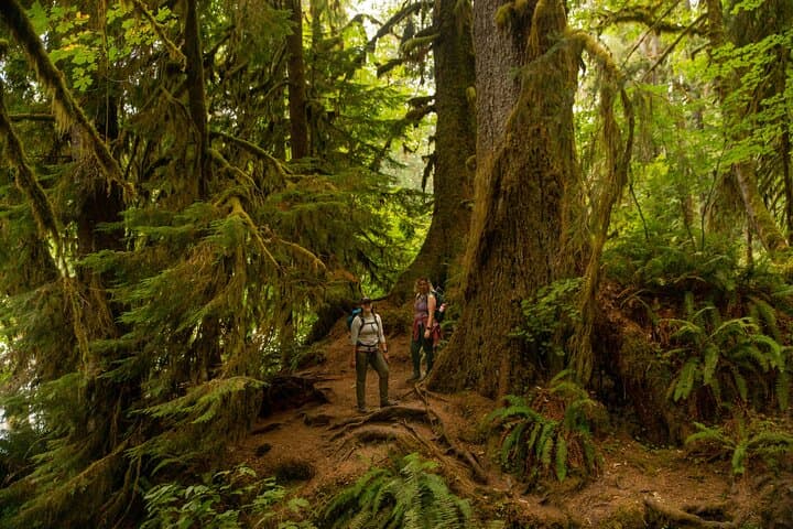 Olympic National Park Full-Day Private Tour & Guided Hike — Hoh Rainforest, Coastal Tidepools, Ancient Cedars photo 4
