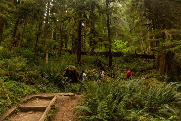 Olympic National Park Full-Day Private Tour & Guided Hike — Hoh Rainforest, Coastal Tidepools, Ancient Cedars photo 6