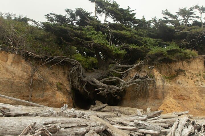 Olympic National Park Full-Day Private Tour & Guided Hike — Hoh Rainforest, Coastal Tidepools, Ancient Cedars photo 5
