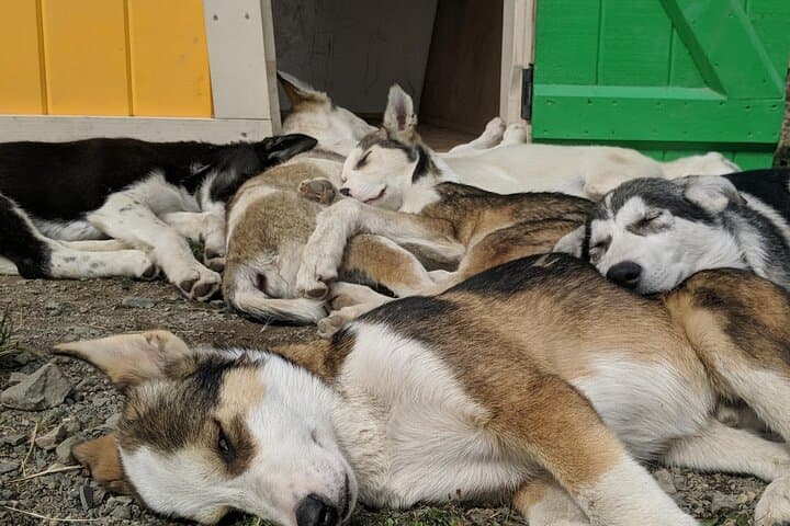 Explore the Yukon Tundra: Summer Sled Dog Camp and White Pass Summit Adventure photo 5