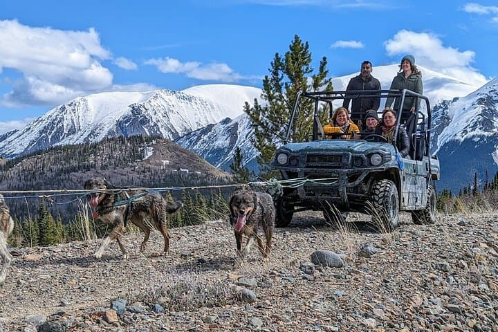 Explore the Yukon Tundra: Summer Sled Dog Camp and White Pass Summit Adventure