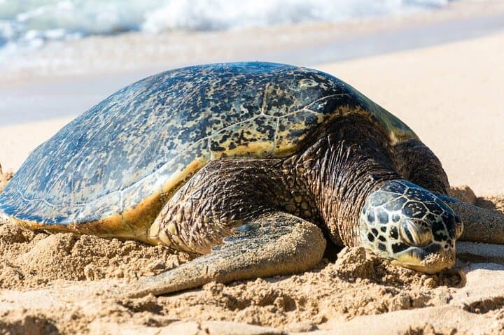 Oahu Grand Circle Tour: 16-Stop Island Adventure with Snorkeling photo 3