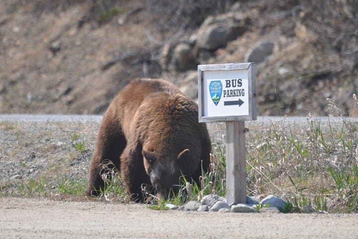 Explore the White Pass Summit and Yukon Suspension Bridge: A Skagway Adventure photo 3