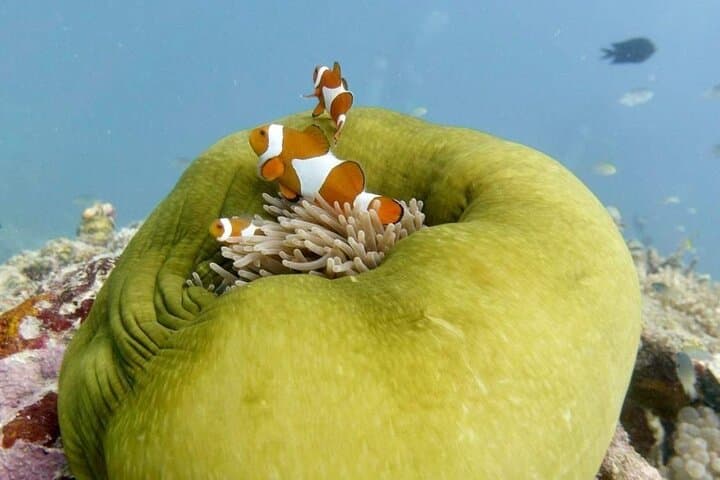 Discover Scuba Diving in El Nido: Beginner Dives in Bacuit Bay photo 6