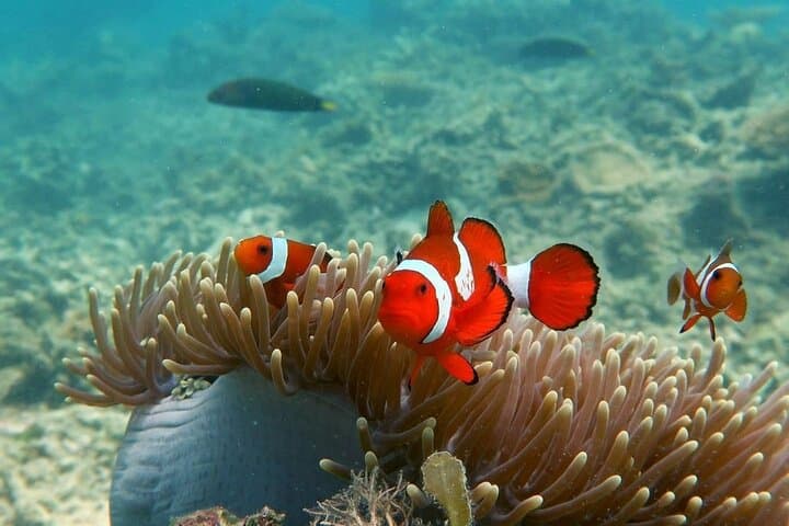 Discover Scuba Diving in El Nido: Beginner Dives in Bacuit Bay photo 5