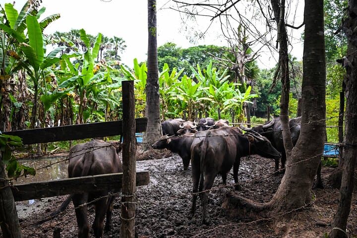 Half-Day Siem Reap Countryside Bike Tour — Ride Rice Fields, Markets & Village Life photo 3