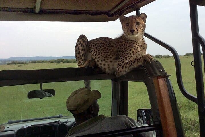 4-Day Masai Mara & Lake Nakuru Camping Safari: Big Five, Flamingos & Open-Roof Game Drives photo 3