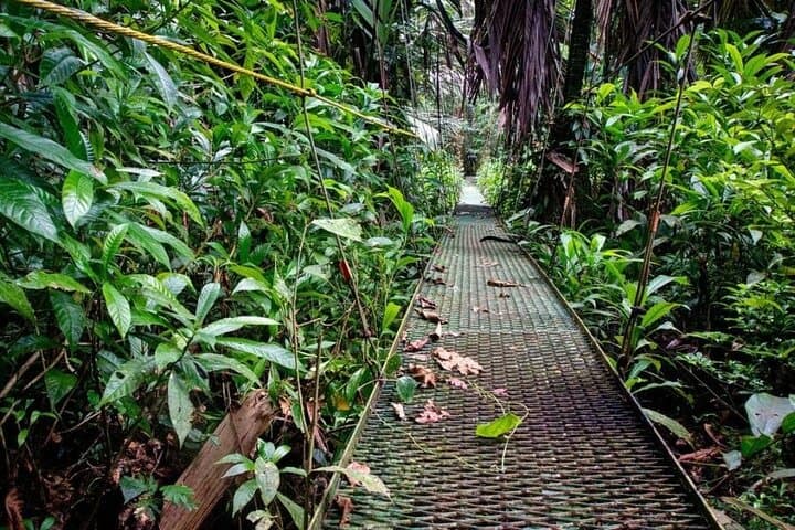 Tortuguero National Park: Self-Guided Admission to Costa Rica’s Canal Wilderness photo 2