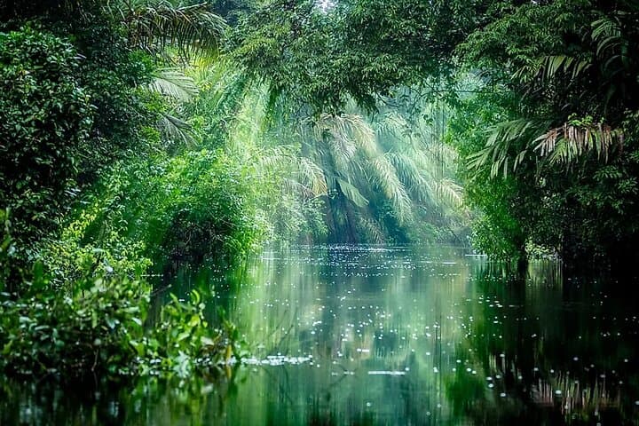 Tortuguero National Park: Self-Guided Admission to Costa Rica’s Canal Wilderness photo 5