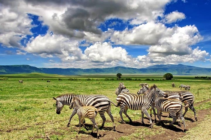 3-Day Tarangire, Ngorongoro & Lake Manyara Safari from Arusha photo 4
