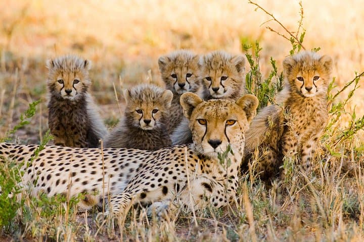 2-Day Safari: Tarangire & Ngorongoro Crater Wildlife Adventure photo 4