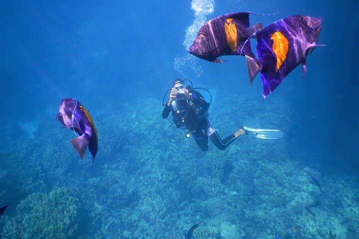 Hurghada Dolphin House & Banana Boat Adventure with Snorkeling and Lunch photo 5