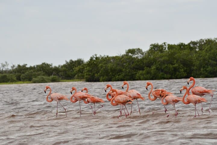Río Lagartos Flamingo & Mangrove Boat Tour: Mangrove Channels, Mud Baths and Virgin Beach photo 3