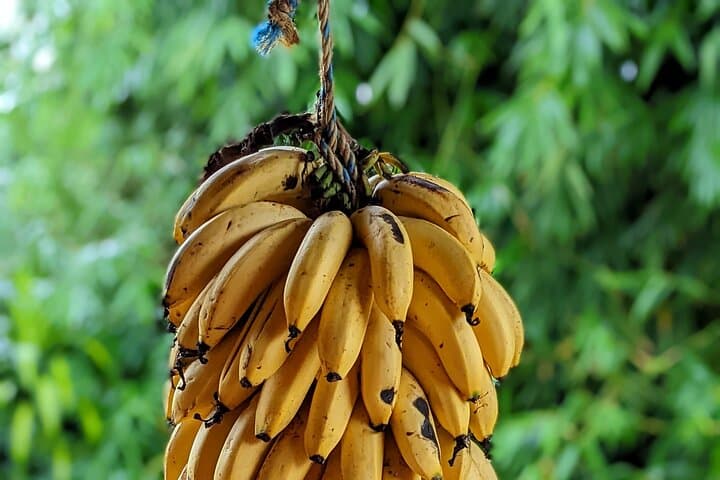 Hiking to Minca: Sierra Nevada Waterfalls, Coffee Trails & Cloudforest Trek photo 5