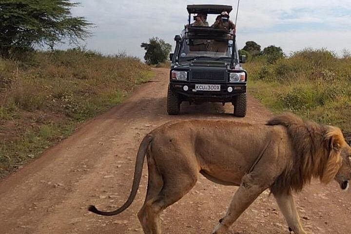 Inside Nairobi National Park: A Private Day Safari on the Edge of the City photo 1