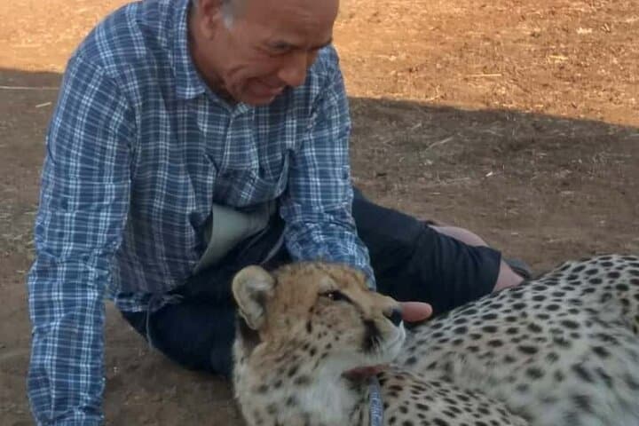 Walk with Cheetahs at Zambezi National Park: Up-Close Conservation Encounter photo 2