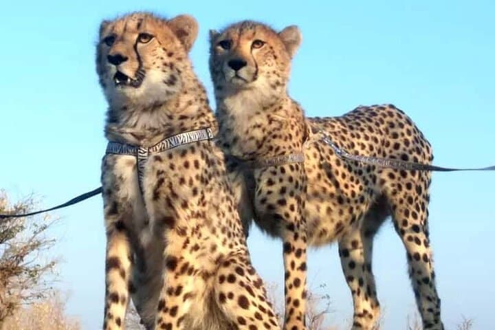Walk with Cheetahs at Zambezi National Park: Up-Close Conservation Encounter photo 4