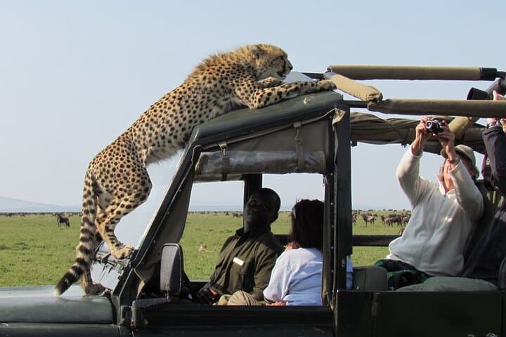 3-Day Masai Mara Budget Camping Safari in a 4x4 Land Cruiser photo 2