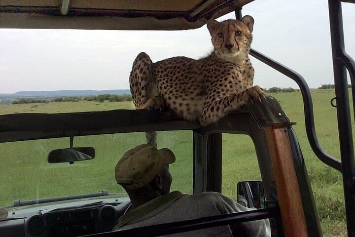 3-Day Masai Mara Budget Camping Safari in a 4x4 Land Cruiser photo 4