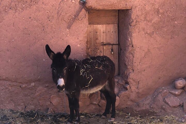 Marrakech to Merzouga: 3-Day Sahara Desert Tour from Marrakech photo 2