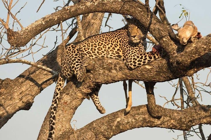 One-Day Tsavo East Safari from Diani or Mombasa — Full-Day Game Drive photo 1