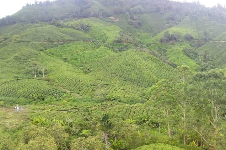 Cameron Highlands Full-Day Adventure: BOH Tea, Mossy Forest & Highland Farms photo 1