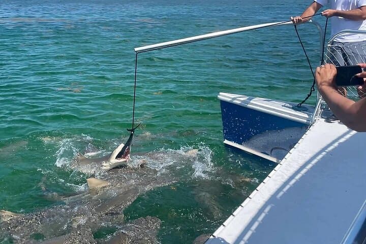 Key West Shark and Wildlife Catamaran Tour — Safe, Up‑Close Shark Viewing photo 2