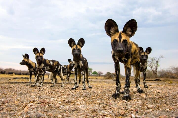 Selous Game Reserve: 4-Day Wildlife Encounter Safari on the Rufiji photo 2