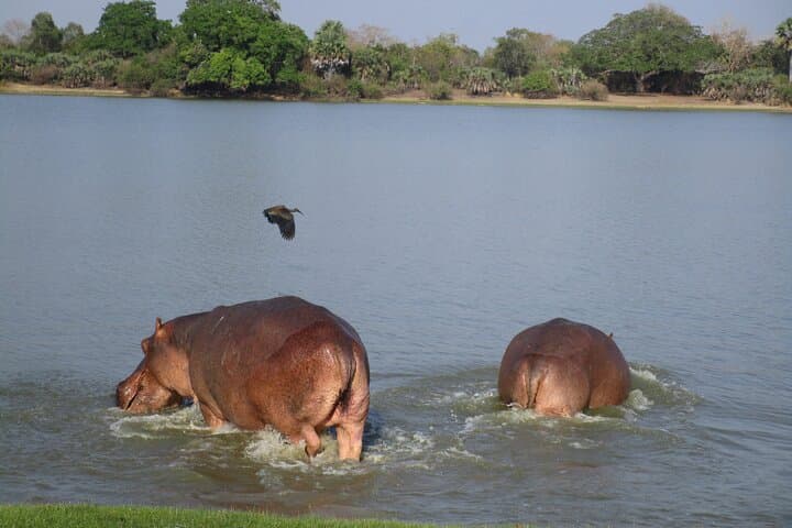 Selous Game Reserve: 4-Day Wildlife Encounter Safari on the Rufiji photo 3