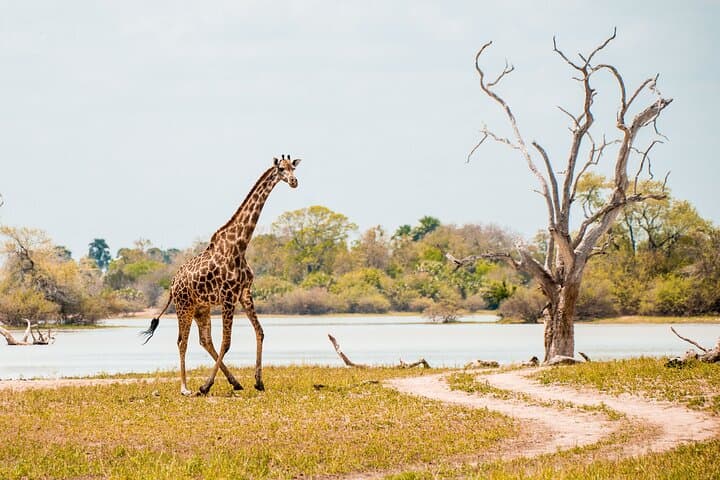 Selous Game Reserve: 4-Day Wildlife Encounter Safari on the Rufiji photo 4