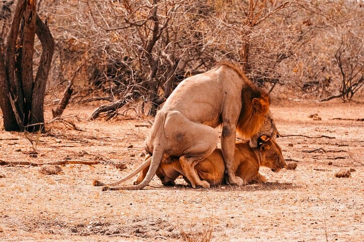 Selous Game Reserve: 4-Day Wildlife Encounter Safari on the Rufiji photo 6
