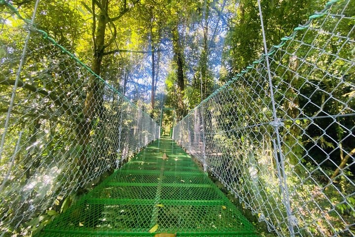Three-Hour Rainforest Walk in La Fortuna: Wellness Park Guided Hike photo 3