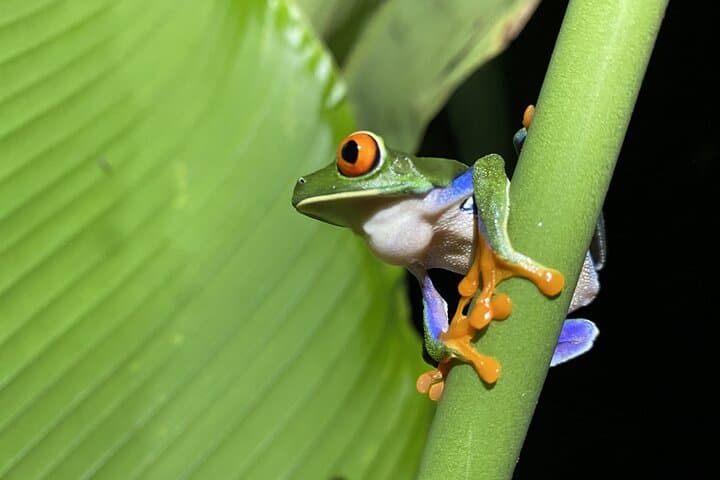 Three-Hour Rainforest Walk in La Fortuna: Wellness Park Guided Hike photo 4