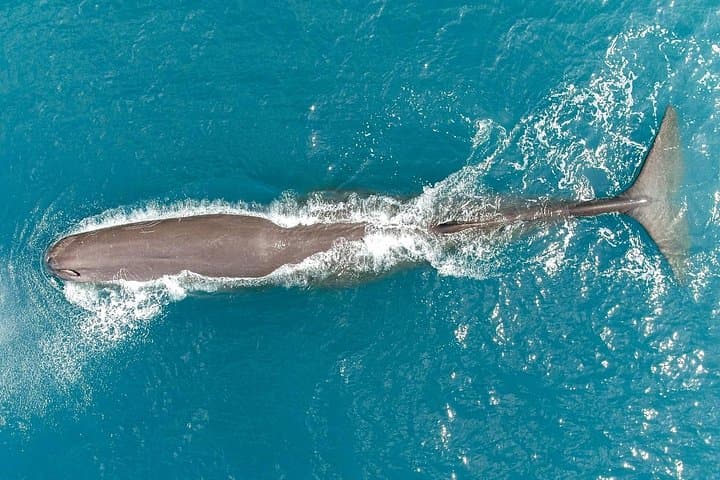 40-Minute Kaikōura Whale Watching Flight — Sperm Whales & Coastal Alps